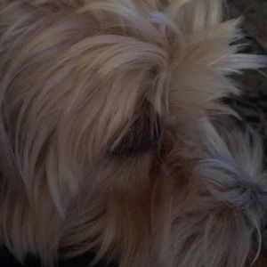 Meet your Posher, Susan